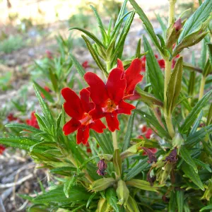 PIP Mimiulus trials, SW Trail