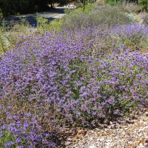 Salvia (sage) Arroyo Azule Tunnel Rd Triangle