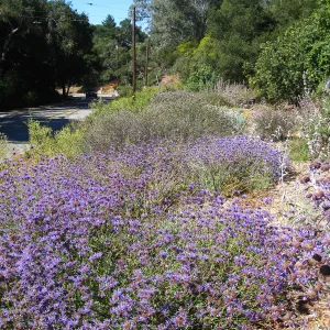Salvia (Sage) Arroyo Azule Tunnel Rd Triangle