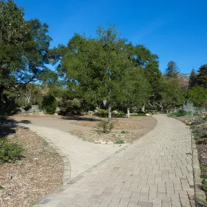 Quercus agrifolia (Coastal Live Oak)