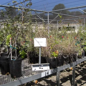 Rancho Santa Ana Botanic Garden