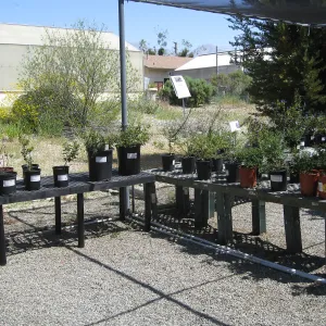 Rancho Santa Ana Botanic Garden