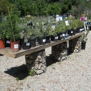 Rancho Santa Ana Botanic Garden