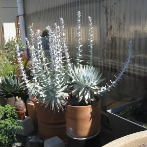 Rancho Santa Ana Botanic Garden Nursery