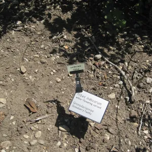 Rancho Santa Ana Botanic Garden