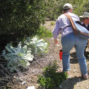 Dudleya pulverulenta, RSABG