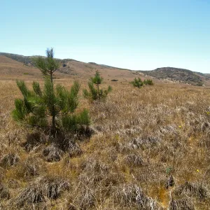 Santa Rosa Island, Torrery Pine seedling