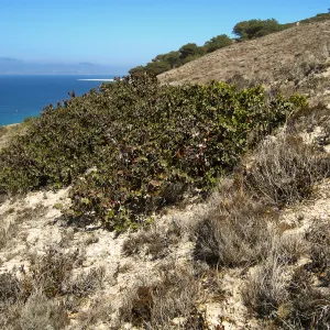Santa Rosa Island, Arctostaphylos (Manzanita)