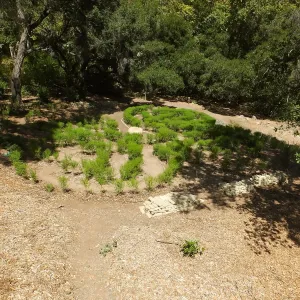 Centennial Maze