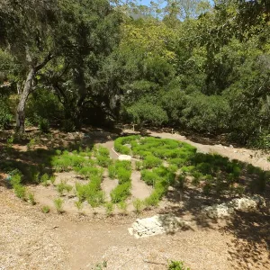 Centennial Maze
