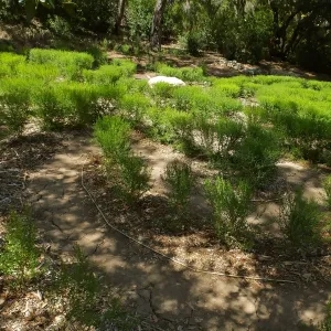 Centennial Maze