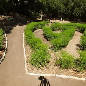 Centennial Maze