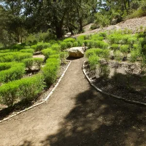 Centennial Maze