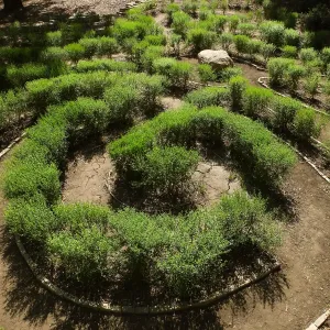 Centennial Maze