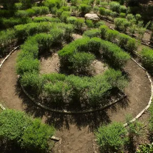 Centennial Maze