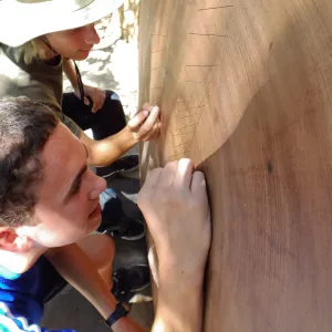 Volunteers counting redwood round rings