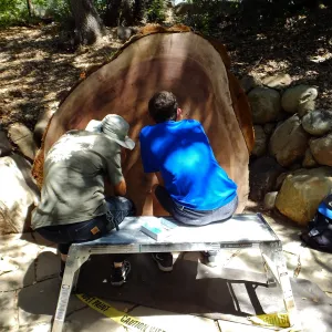 Volunteers counting redwood round rings