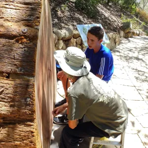 Volunteers counting redwood round rings
