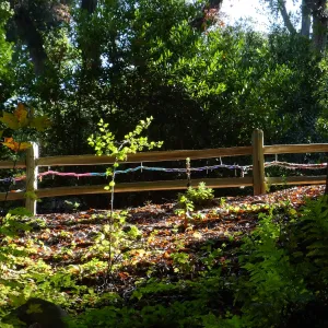 Dormant Dreams Yarn Blast, Redwoods Yarn Walk