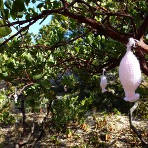 Dormant Dreams Yarn Blast, Off-Season Manzanita Blossoms
