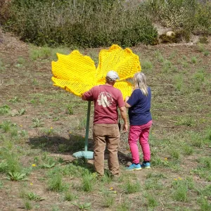 Dormant Dreams Yarn Blast, Giant California Poppy Installation