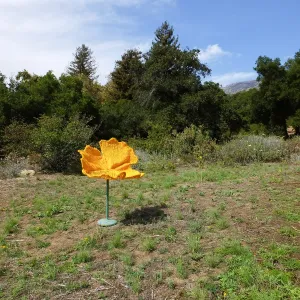 Dormant Dreams Yarn Blast, Giant California Poppy