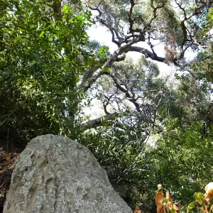 Dormant Dreams Yarn Blast, Canyon Spider Web