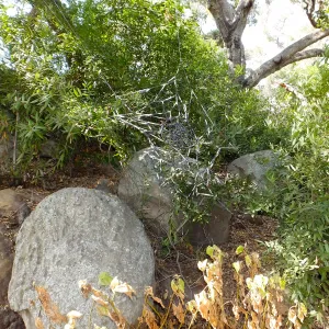 Dormant Dreams Yarn Blast, Canyon Spider Web