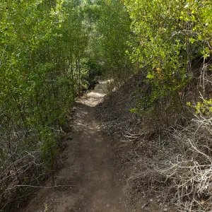 Pritchett Trail