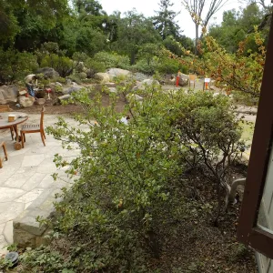 Home Demonstration Garden Renovation, view 18, looking south from south entrance of Cottage