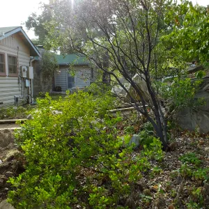 Home Demonstration Garden Renovation, view 8, north of Cottage, looking west