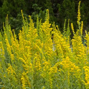 California Goldenrod