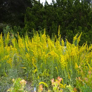 California Goldenrod, Solidago californica
