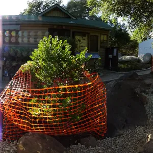 Home Demonstration Garden Renovation, view 9, panorama of east side of Cottage