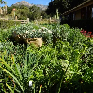 Fall Plant Sale 2015 preparations
