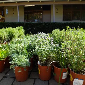 Fall Plant Sale 2015 preparations