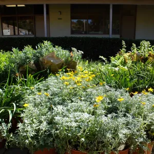 Fall Plant Sale 2015 preparations