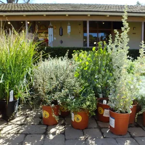 Fall Plant Sale 2015 preparations