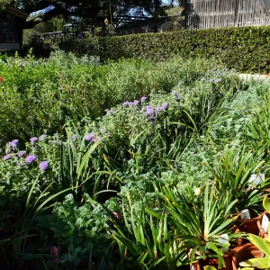 Fall Plant Sale 2015 preparations