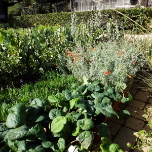 Fall Plant Sale 2015 preparations