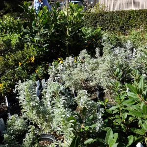 Fall Plant Sale 2015 preparations