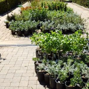 Fall Plant Sale 2015 preparations