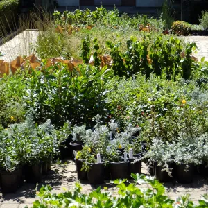 Fall Plant Sale 2015 preparations