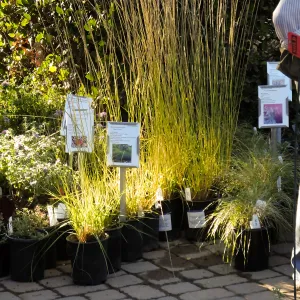 Fall Plant Sale 2015 Members Preview Party