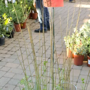 Fall Plant Sale 2015 Members Preview Party