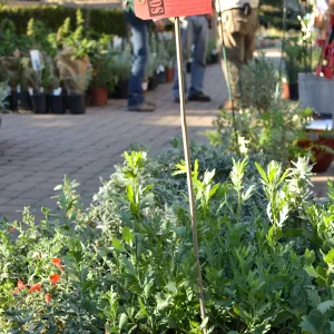 Fall Plant Sale 2015 Members Preview Party