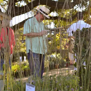 Fall Plant Sale 2015 Members Preview Party, Deer Grass