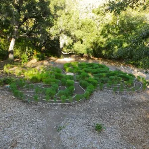 Centennial Maze