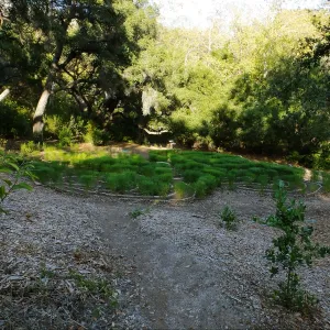 Centennial Maze