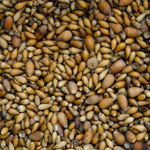 Acorn Harvest